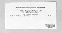 Erysiphe polygoni image